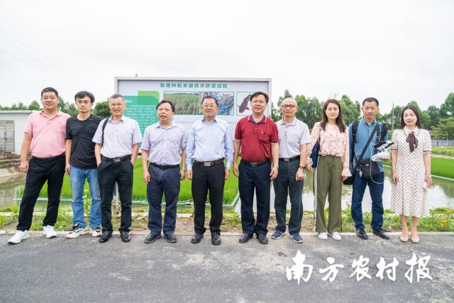 广东省农业农村厅党组成员、副厅长高庆营（左五），省农业科学院党委书记廖森泰（左四）在鱼塘种稻试验示范基地考察，广东农技推广稻渔综合种养技术“轻骑兵”团队陪同