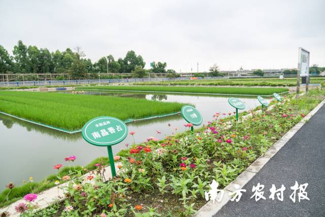 0  南方农村报 谭家富 拍摄