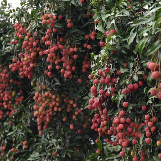 Maoming's Dianbai exports over 2,600 tons of processed lychee to global markets