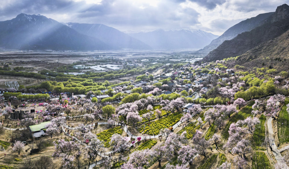 2025年3月29日在嘎拉村拍攝的桃花（無(wú)人機(jī)照片）。嘎拉村緊鄰川藏公路，被稱為西藏“桃花第一村”。