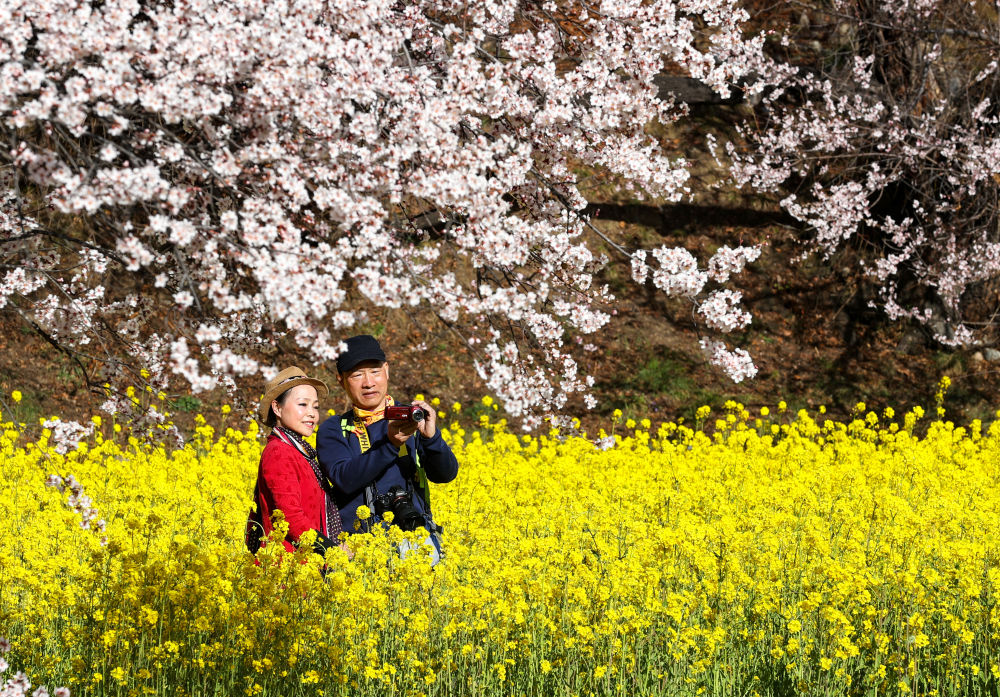 2023年3月24日，游客在嘎拉村桃花園游玩。近年來(lái)，嘎拉村通過(guò)探索生態(tài)價(jià)值轉(zhuǎn)換路徑，建設(shè)農(nóng)業(yè)綜合體等項(xiàng)目，不斷壯大村集體經(jīng)濟(jì)，同時(shí)延伸發(fā)展采摘園、油菜花觀賞項(xiàng)目。