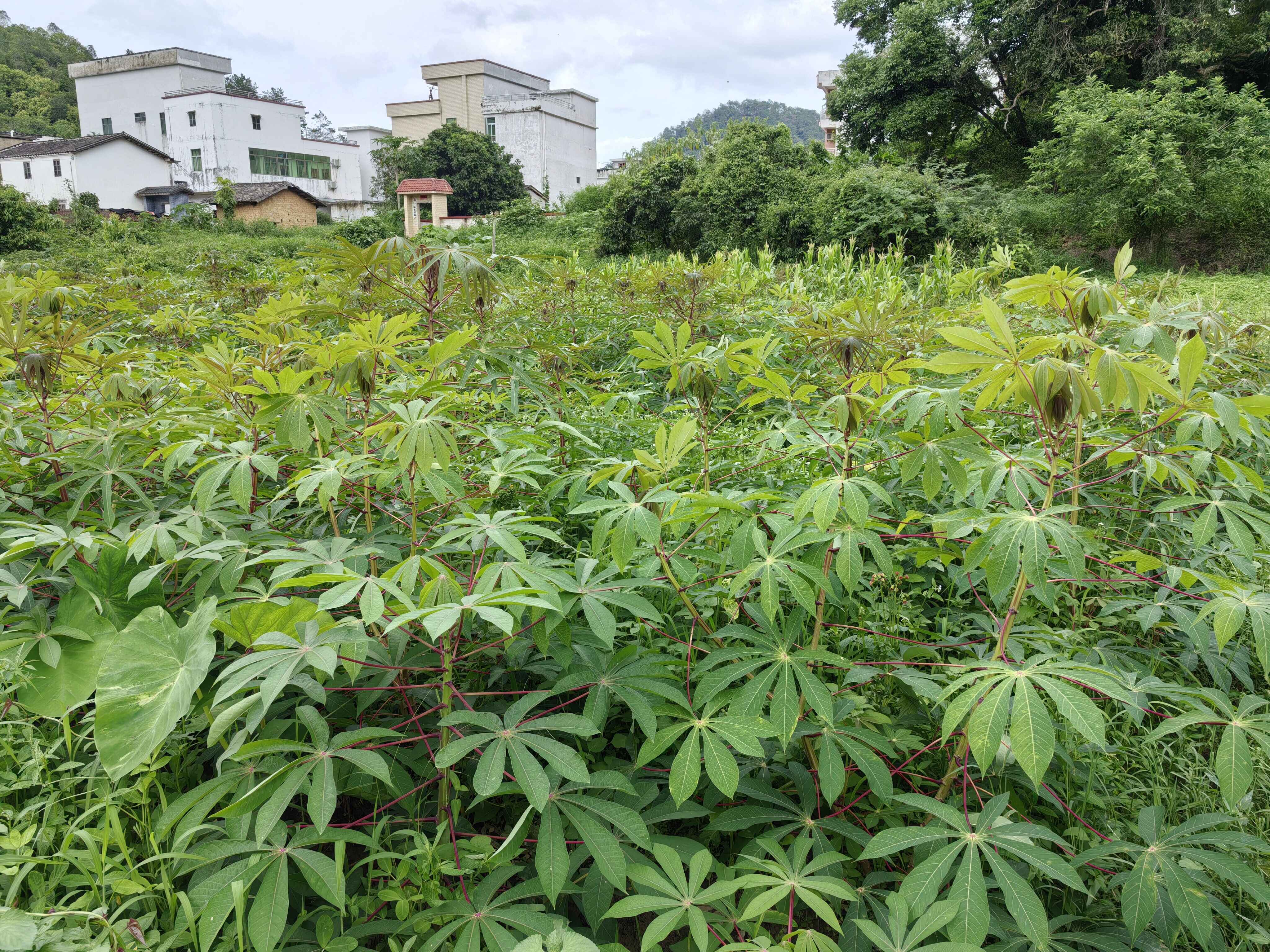 郁南县大方镇：创新盘活撂荒耕地，以劳动实践赋能学生成长