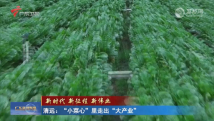 清远:“小菜心”里走出“大产业” 清远:“小菜心”里走出“大产业”