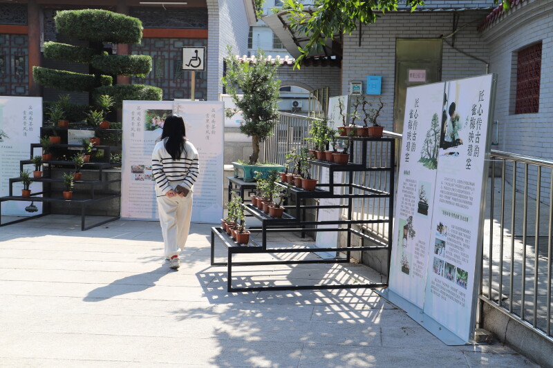 “匠心傳古韻，雀梅映碧空”盆景展覽在廣州荔灣醉觀公園開幕