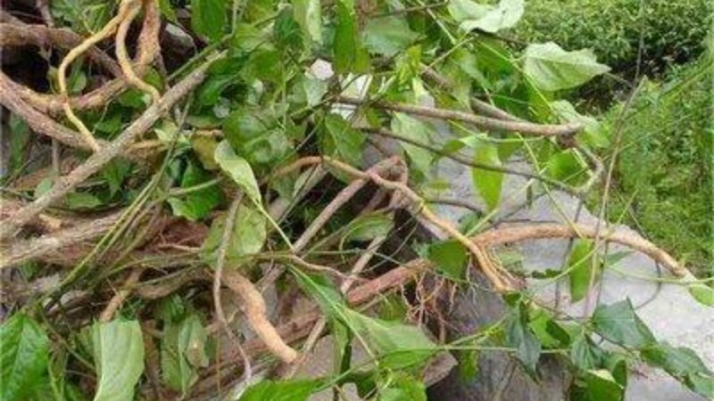 警惕！别让“断肠草”混入餐桌