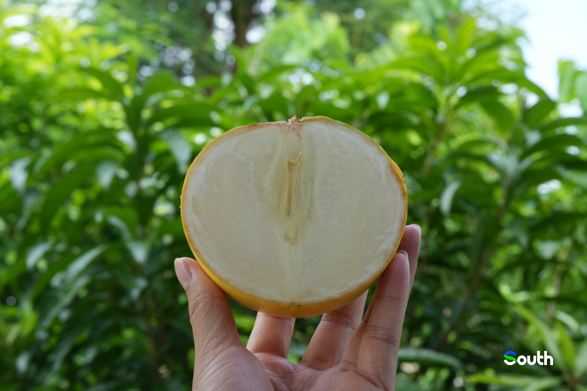 The flesh of Golden Bell Fruit is like bird's nest.