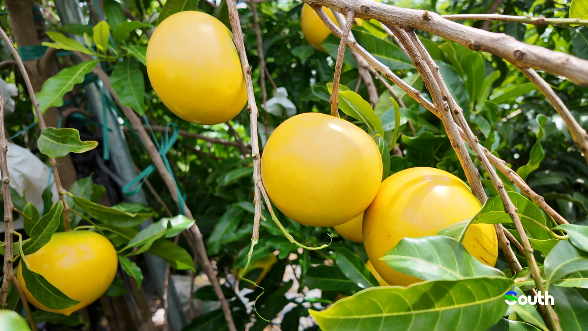 Golden bell fruit harvests in Gaozhou, Maoming