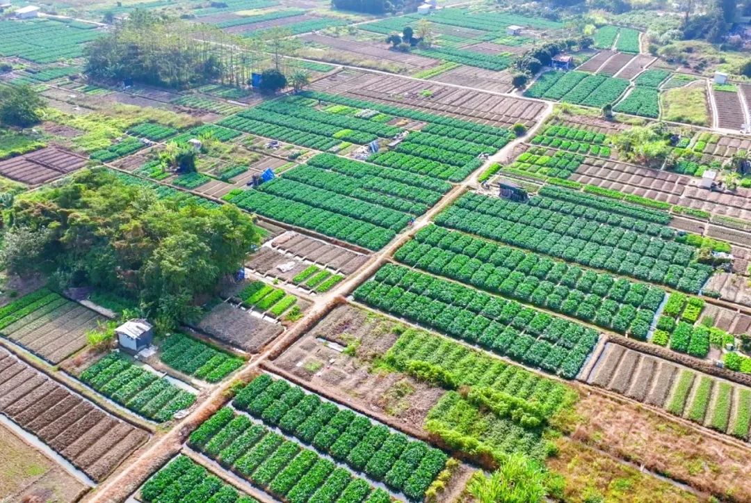 种植芥蓝的农田（来源：《广东印记》省情影像志）