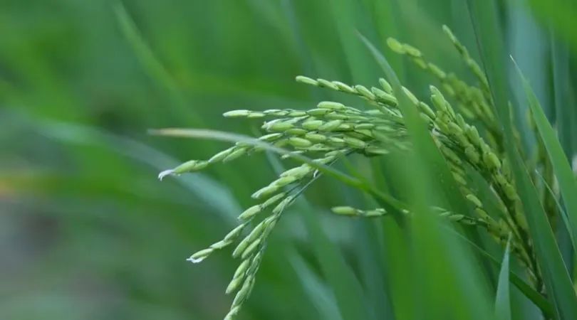 水稻品种“十九香”（来源：揭阳广电）
