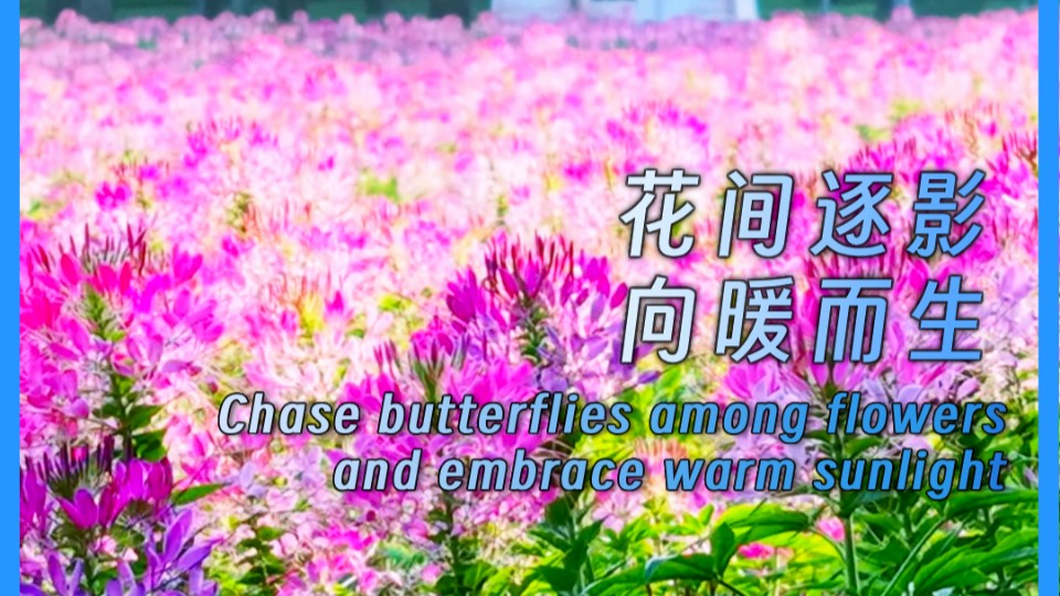 Chase butterflies among flowers and embrace warm sunlight
