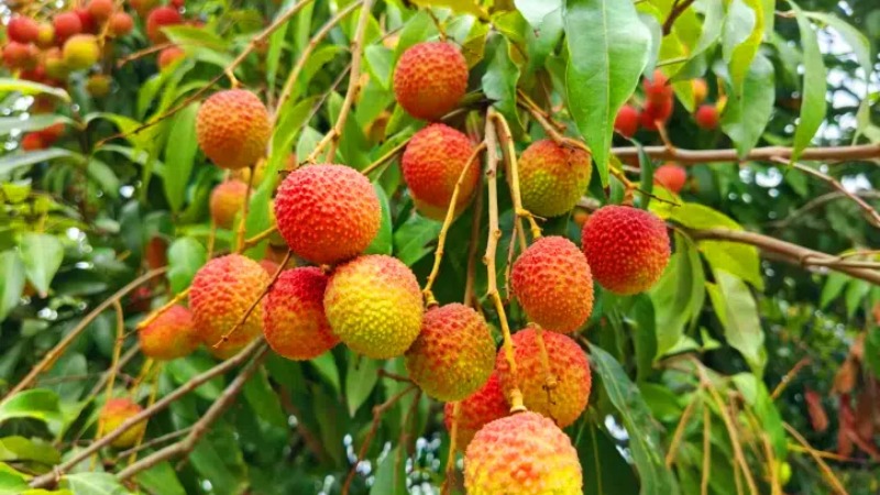 视频丨云浮有“荔”量
