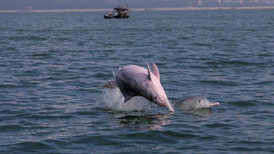 Rare marine species reclaim ocean paradise in south China