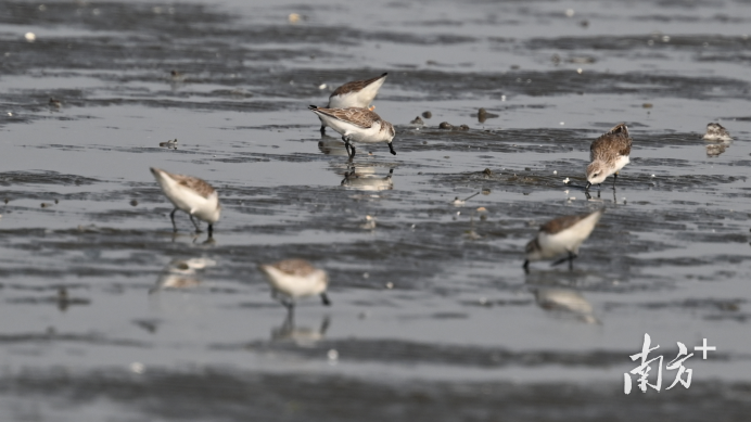 20 endangered spoon-billed sandpipers spotted in Zhanjiang