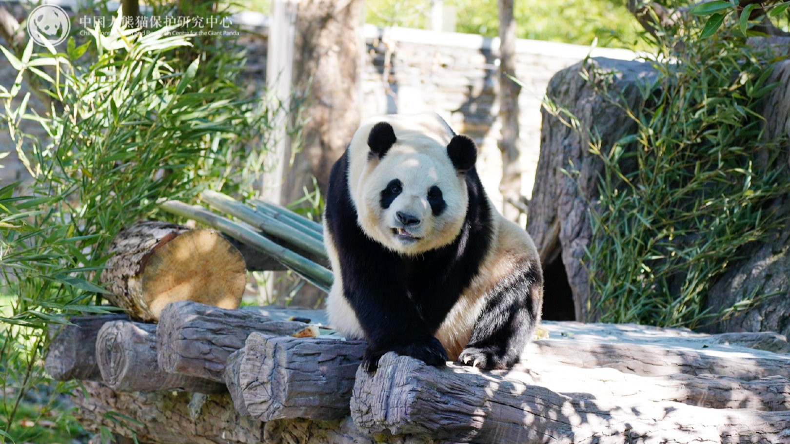 S.Korea-born panda Fu Bao returns to public view after rehabilitation of over 100 days