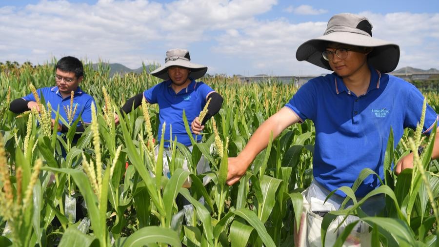 China harnesses AI to revolutionize smart breeding, crop development