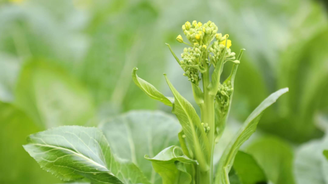 连州菜心宴请湾区名厨，12月19日共鉴粤味匠心