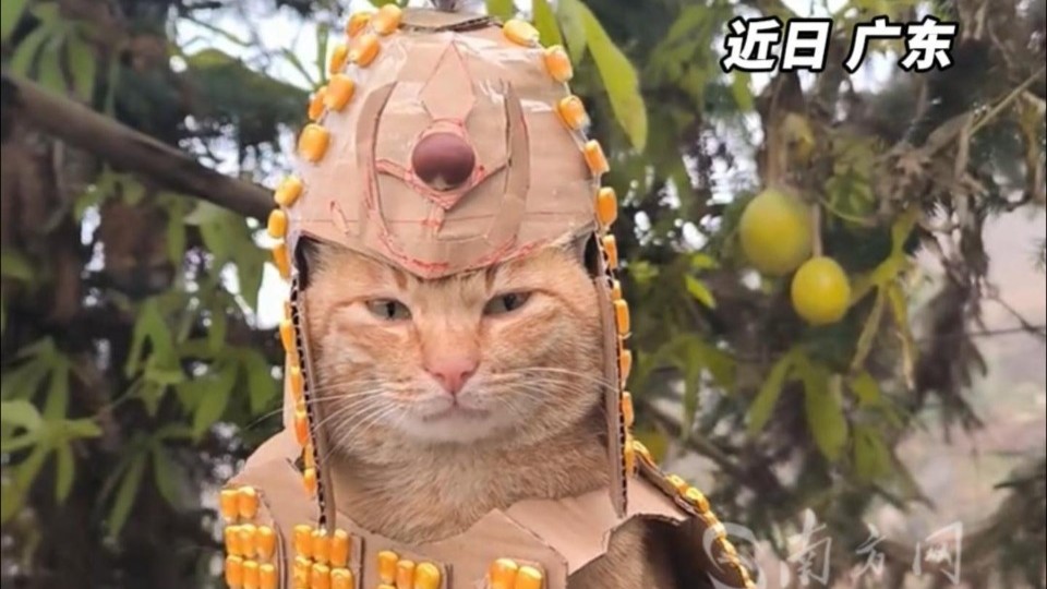 广东网友为猫咪制作数百套衣服，玉米粒、辣椒、板栗都用上了！
