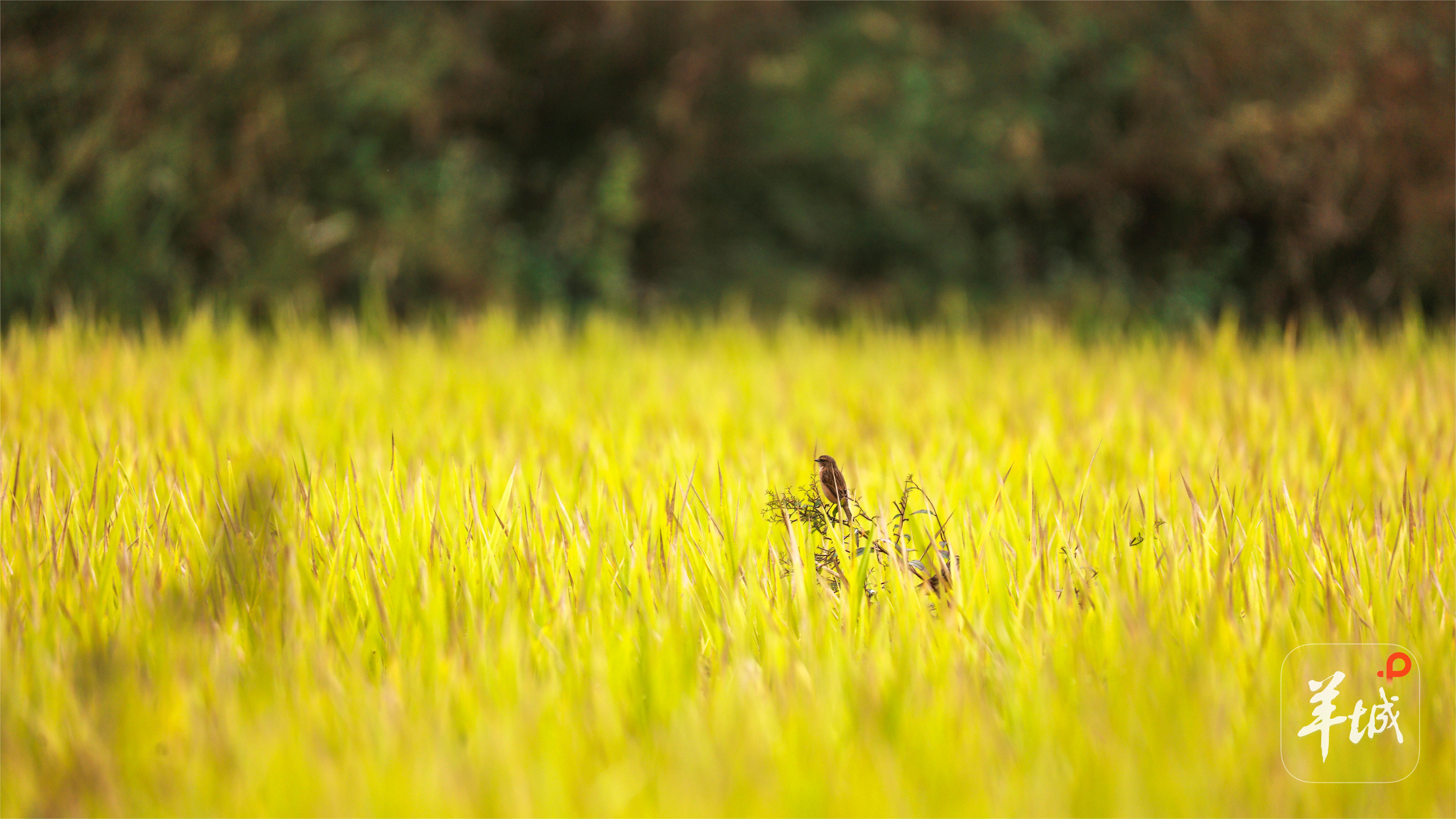 清远阳山金色稻田 冯国志 摄