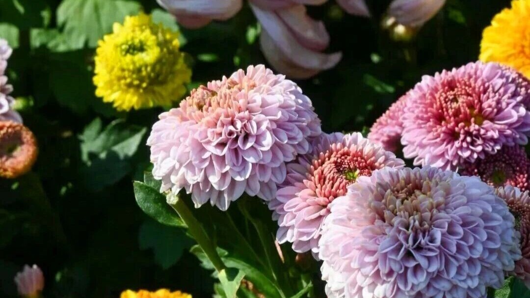 Dive into Shantou's chrysanthemum exhibition