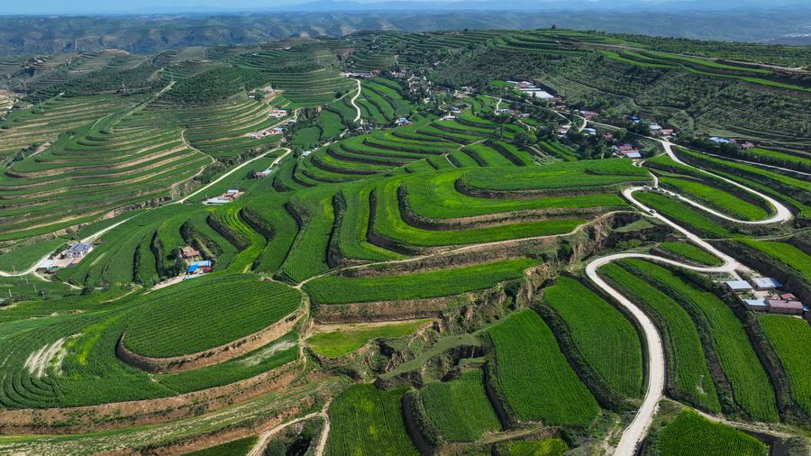 China's rural road development propels rural revitalization