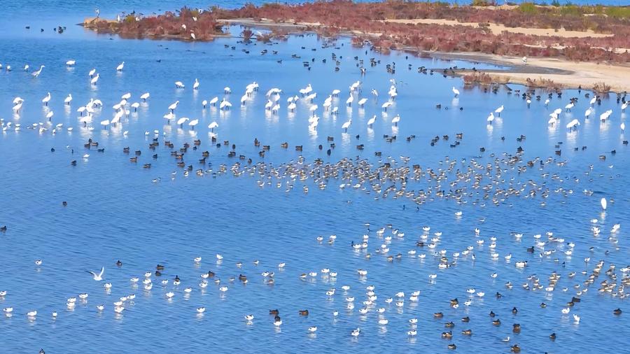 Nearly 300 endangered storks spotted in north China's wetland