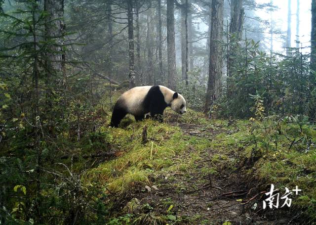 这是大熊猫国家公园甘肃白水江片区的红外相机拍摄到的野生大熊猫活动画面（资料图片）。新华社发