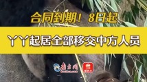 回国倒计时!8日起“丫丫”起居生活将全部移交给中方“奶爸奶妈” 回国倒计时!8日起“丫丫”起居生活将全部移交给中方“奶爸奶妈”