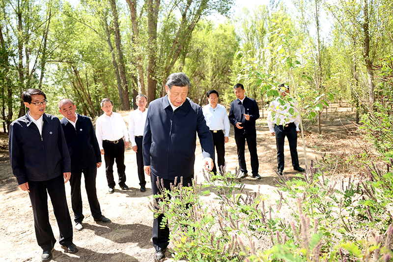 2023年6月6日，习近平总书记在内蒙古巴彦淖尔市临河区国营新华林场考察。