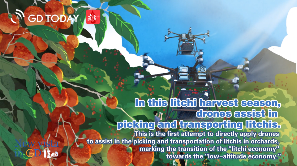 Litchi harvest season embraces technology! Drones aid in picking and transporting