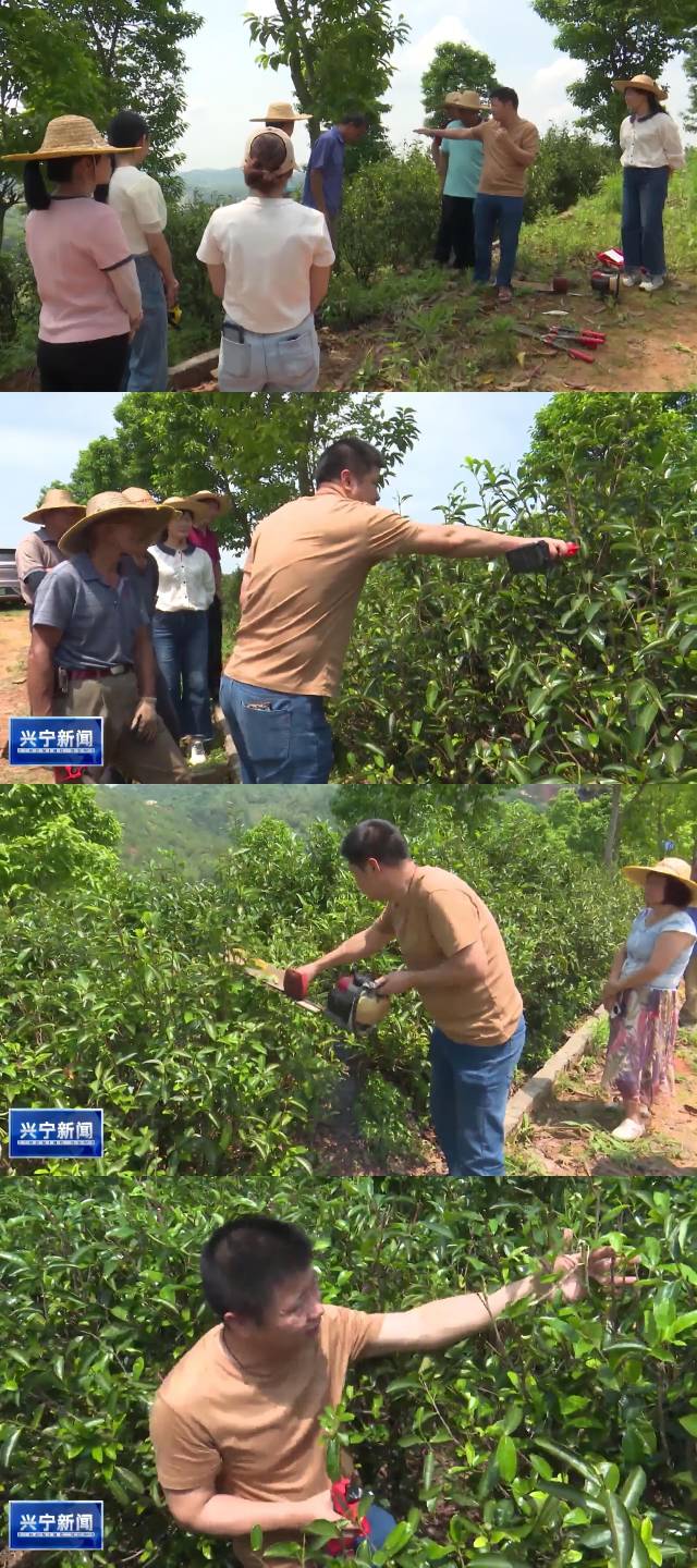 梅州市农林科学院茶叶研究所专家为茶农现场教学。