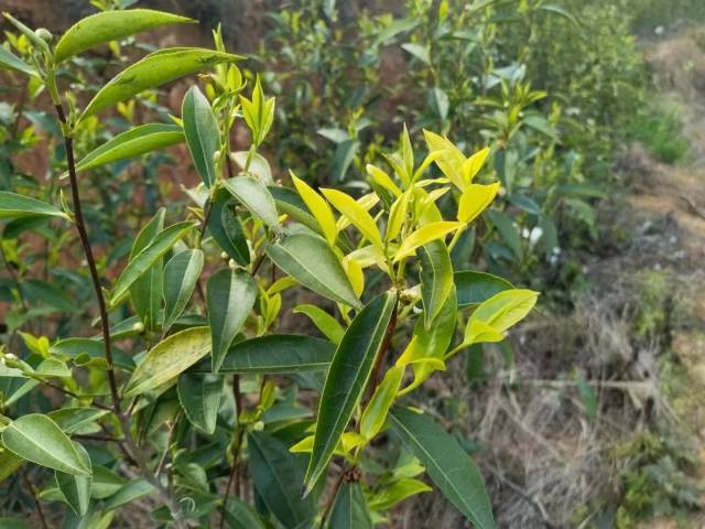 有机茶的叶片在阳光下焕发油亮的光泽。