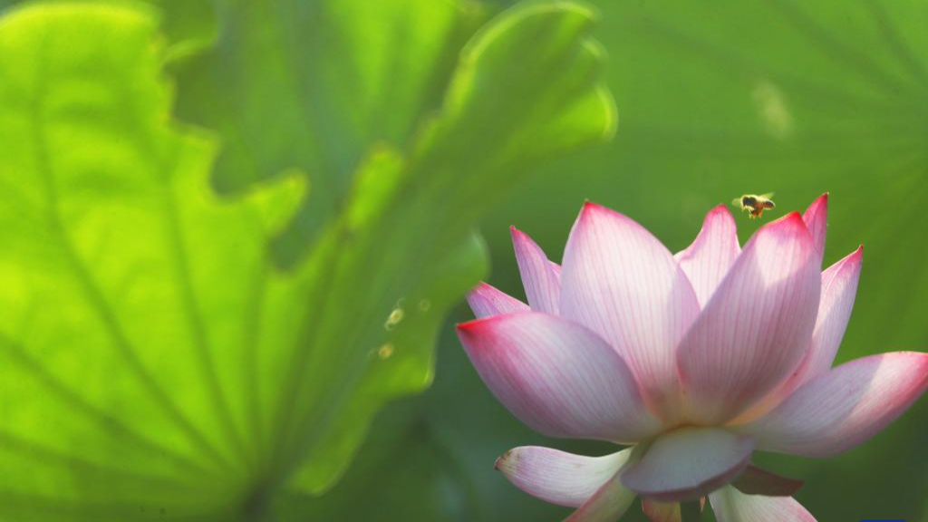 In pics: blooming lotus flowers across China