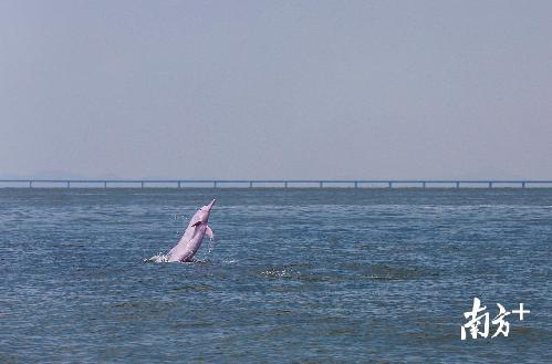 △2018年8月7日，一只成年中华白海豚突然跃出海面，背景不远处正是雄伟的港珠澳大桥。
