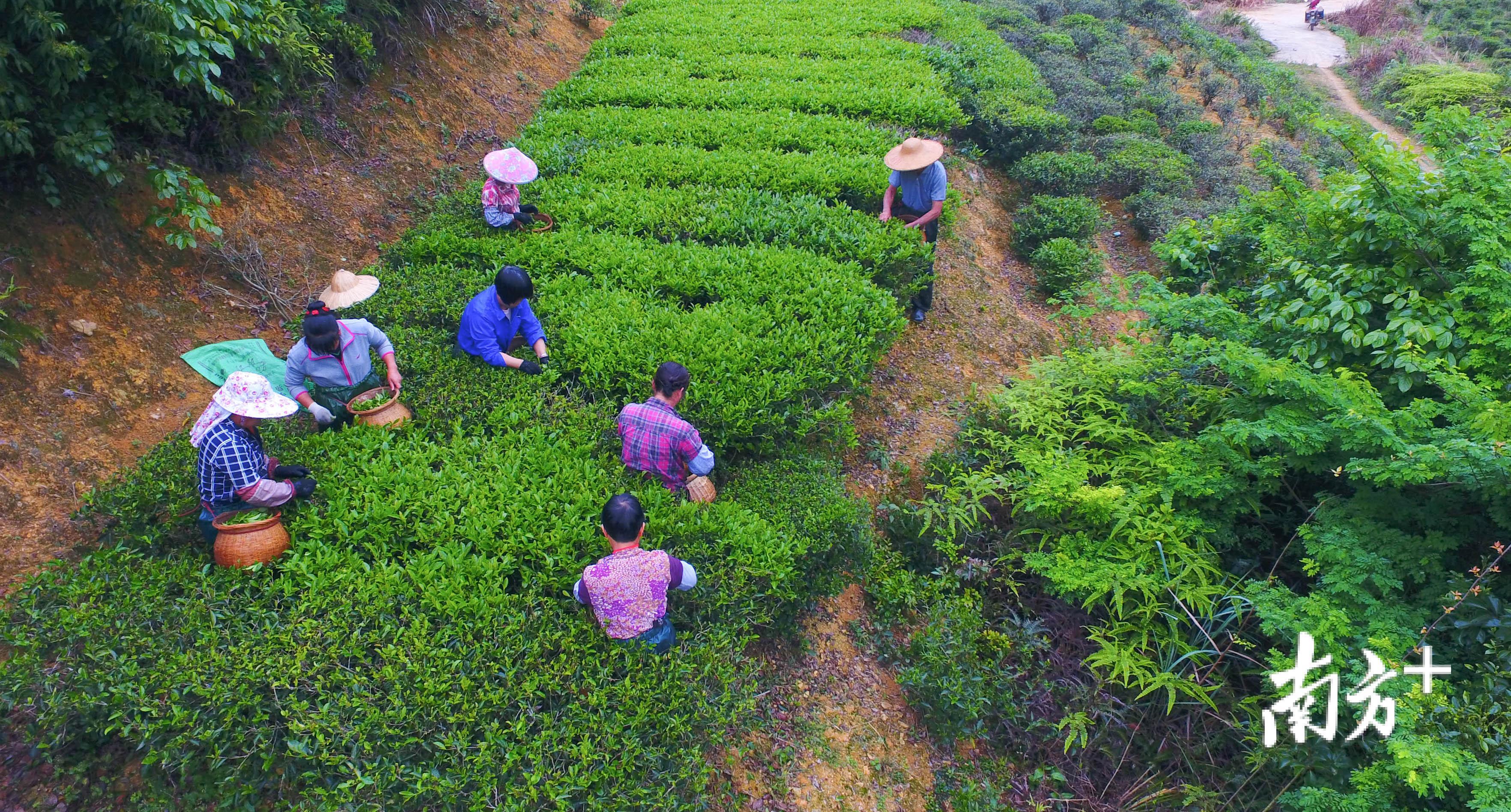 茶农们正在采摘春茶。