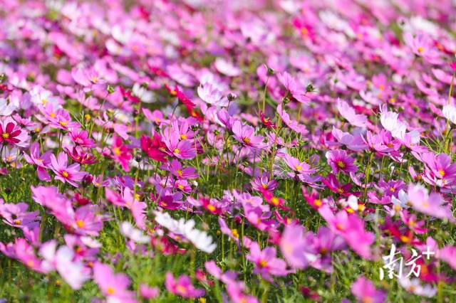 层层簇簇的格桑花高低错落,在微风吹拂下摇曳生姿。