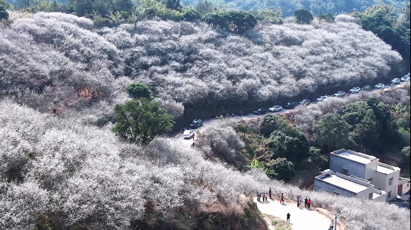 Discover beauty of blooming plum blossoms in Xinyi, Maoming