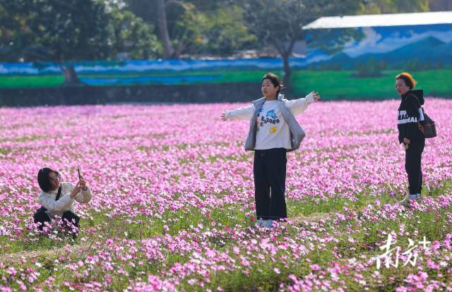 格桑花海吸引了不少游客拍照留念。