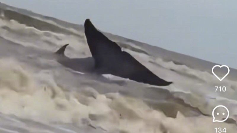 “台风‘麦德姆’把鲸鱼吹上岸”视频系谣言！记者曾求证查询｜破谣局