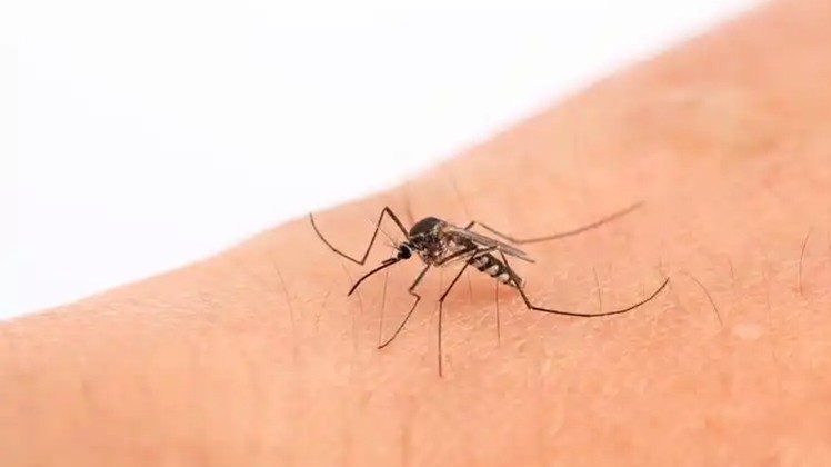 请做好防范措施，广州这些区域存在蚊媒传染病传播风险