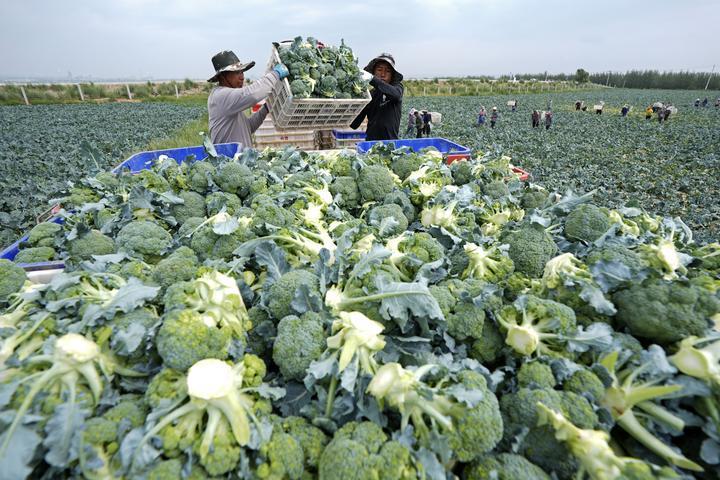 2025年7月18日，工作人员在宁夏固原市原州区彭堡镇万亩冷凉蔬菜基地运输西兰花。固原依托高海拔、气候冷凉等“冷资源”优势，大力发展冷凉蔬菜产业，着力打造“六盘山冷凉蔬菜”区域公用品牌。目前已建成冷凉蔬菜规模化种植基地130余个，种植面积稳定在50万亩，年产鲜菜200万吨以上。“六盘山冷凉蔬菜”这张打造的“绿色名片”，已成为当地乡村振兴发展之路上的“热产业”。