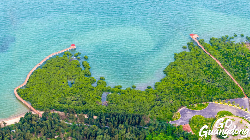 Zhanjiang boasts largest mangrove nature reserve in China