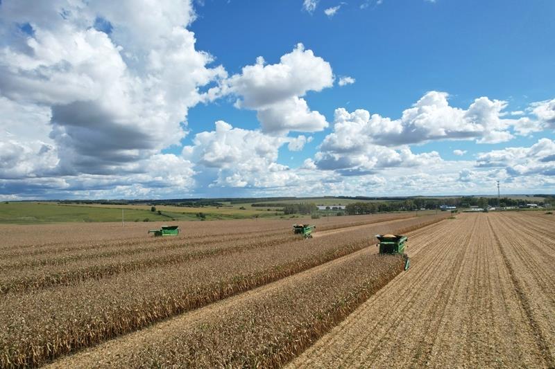 △2025年9月10日,在北大荒集团黑龙江建设农场有限公司第三管理区,大马力机车在进行玉米抢收作业。