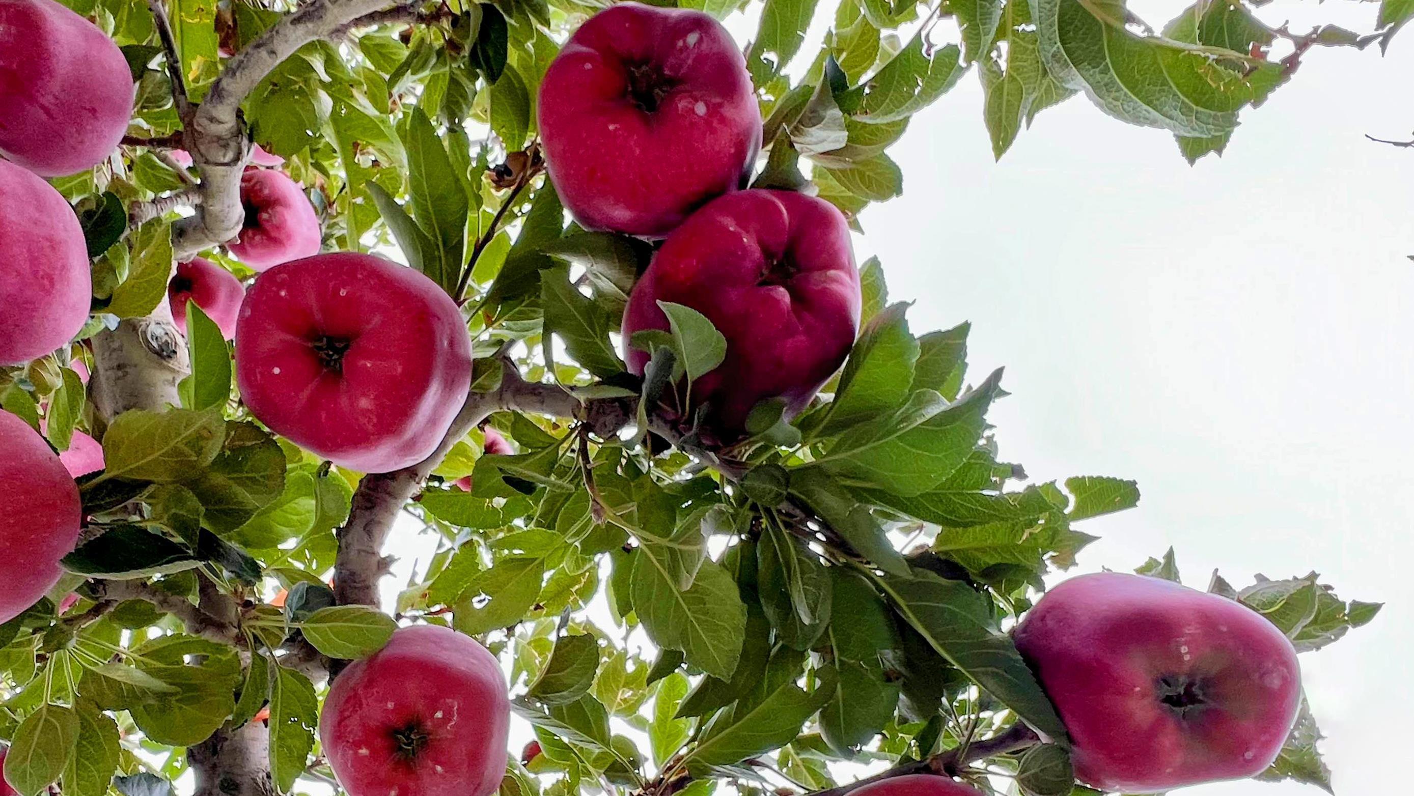 △甘肃天水南山花牛苹果基地