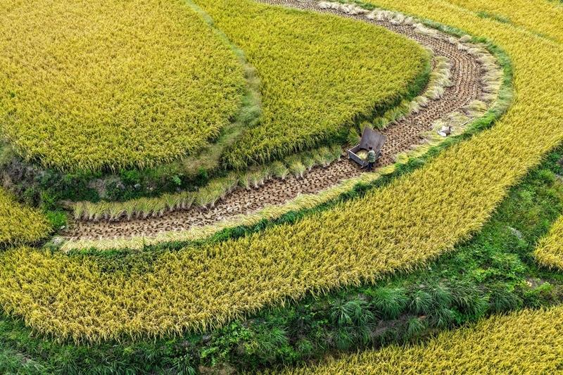 △2025年9月18日,稻农在重庆黔江区五里镇的稻田里抢收稻谷。