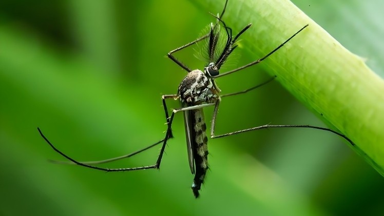 已得到初步遏制！江门通报基孔肯雅热疫情最新情况