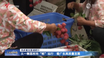 从一颗荔枝抢“鲜”远行 看广东高质量发展 从一颗荔枝抢“鲜”远行 看广东高质量发展