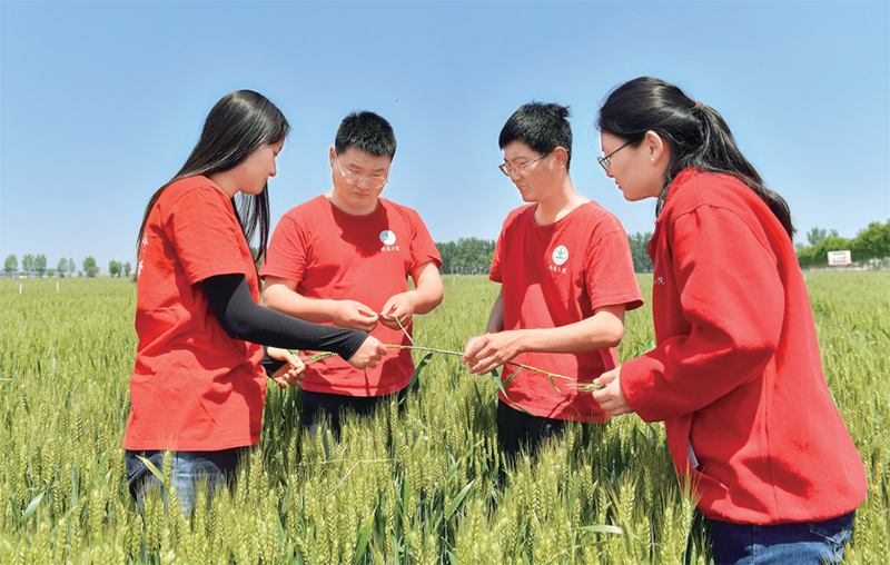 2023年5月1日，习近平总书记给中国农业大学科技小院的学生回信，强调：“党的二十大对建设农业强国作出部署，希望同学们志存高远、脚踏实地，把课堂学习和乡村实践紧密结合起来，厚植爱农情怀，练就兴农本领，在乡村振兴的大舞台上建功立业，为加快推进农业农村现代化、全面建设社会主义现代化国家贡献青春力量。”图为5月13日，科技小院的师生在河北省曲周县“绿色吨半粮”万亩示范基地查看麦情。 新华社记者 赵鸿宇/摄