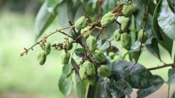 Dongguan lychees set to hit the market soon