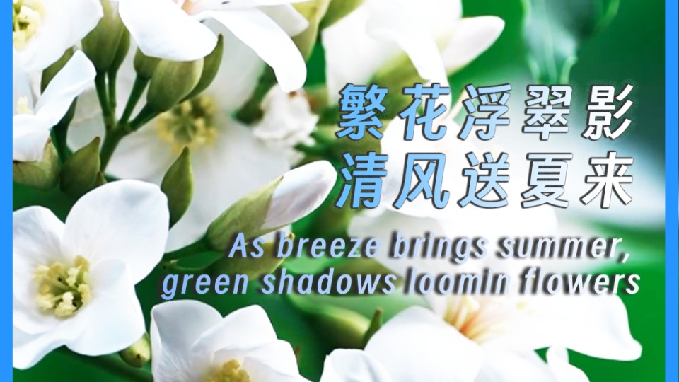 As breeze brings summer, green shadows loom in flowers