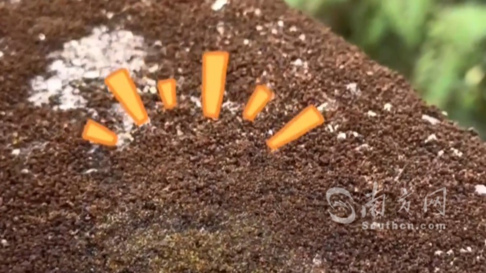 肉眼可见！干枯的青苔遇水立马“复苏”